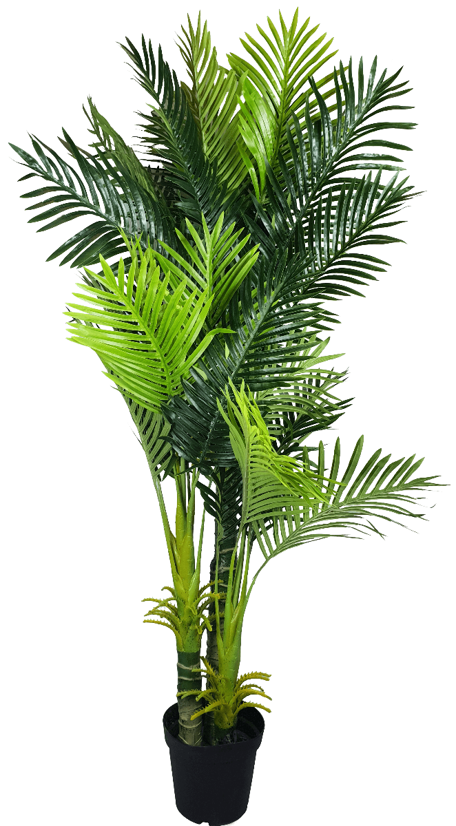 Multi Trunk Hawaii Palm 180cm Multi Trunk Hawaii Palm 180cm