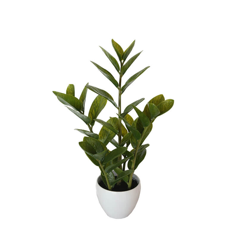 60cm Potted Zanzibar 60cm Potted Zanzibar