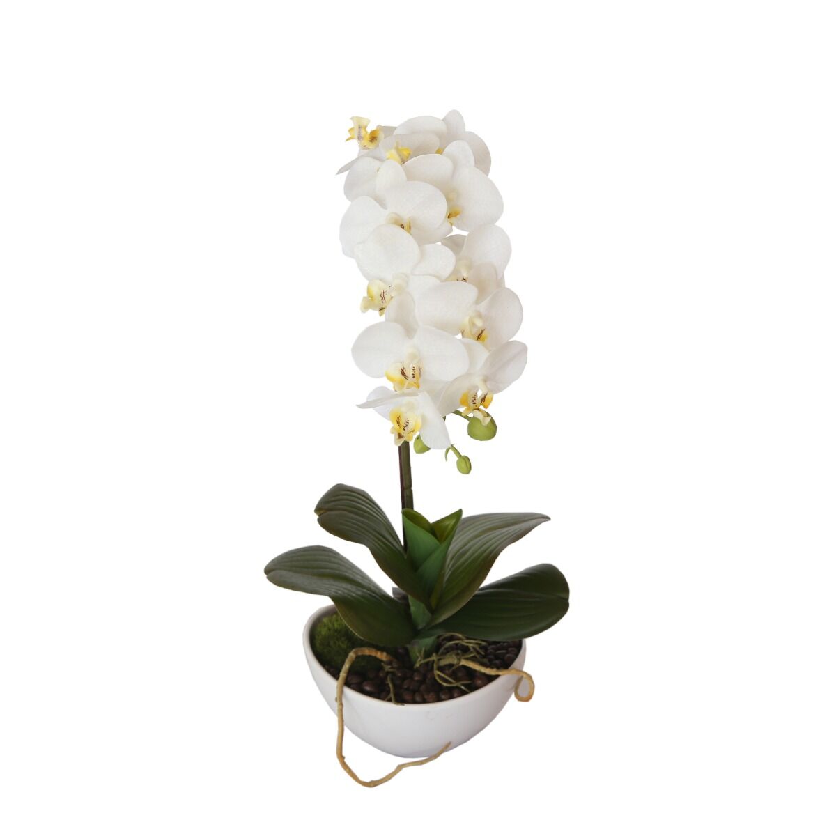 46cm Butterfly Orchid - White 46cm Butterfly Orchid - White