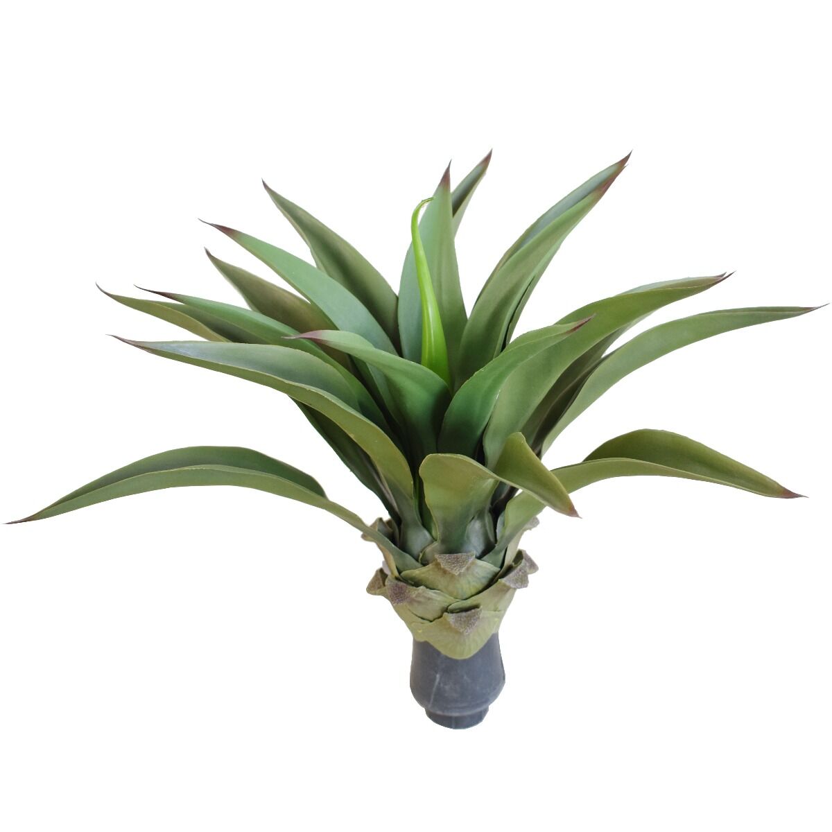 UV Agave 50cm No Pot UV Agave 50cm No Pot