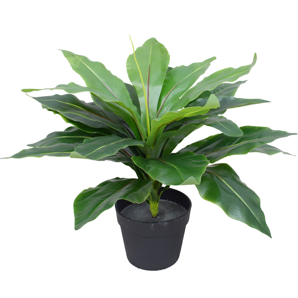 Artificial Potted Wide Leaf Birds Nest Fern 50cm Artificial Potted Wide Leaf Birds Nest Fern 50cm