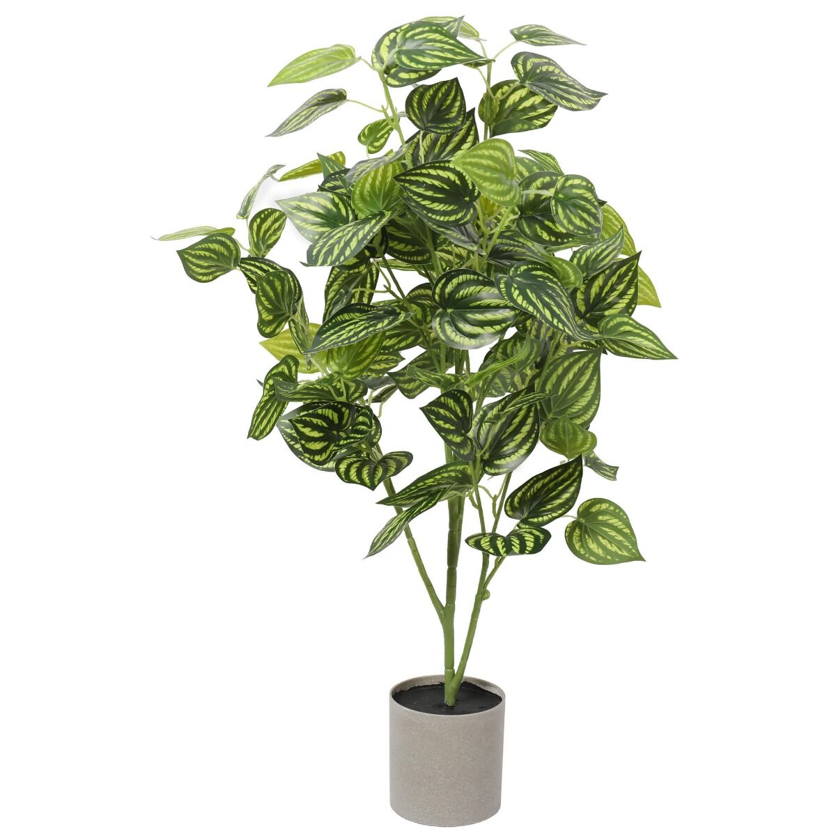 Bright Mixed Philodendron Plant 70cm Bright Mixed Philodendron Plant 70cm