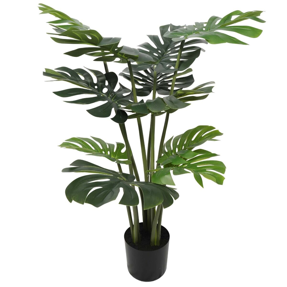Split Philodendron (Split Leaf) 120cm Split Philodendron (Split Leaf) 120cm