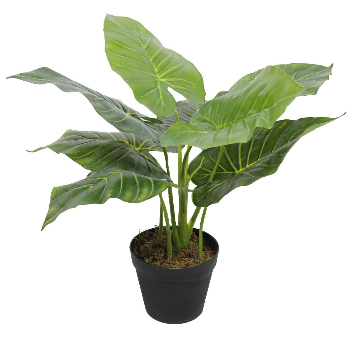 Artificial Potted Taro Plant / Elephant Ear 55cm Artificial Potted Taro Plant / Elephant Ear 55cm