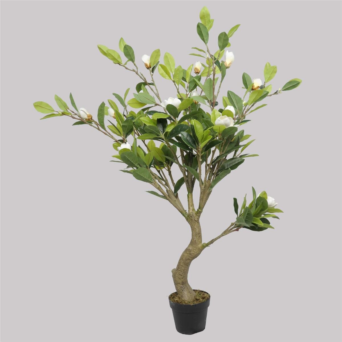 Faux White Flowering Magnolia Tree with Pot 130cm Faux White Flowering Magnolia Tree with Pot 130cm