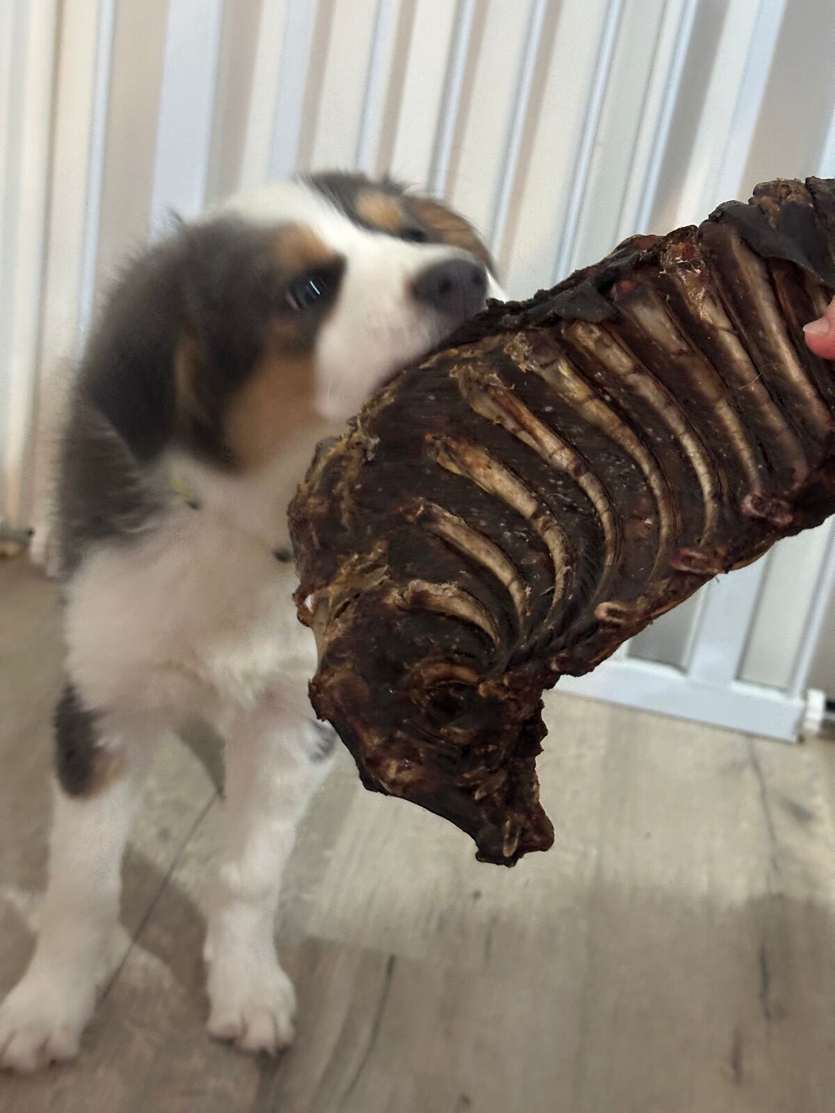 1x Just Kangaroo Rib Racks 1x Just Kangaroo Rib Racks